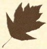 service tree leaf logo