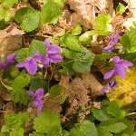 violets