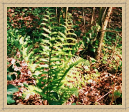 top image two