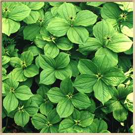 Herb Paris