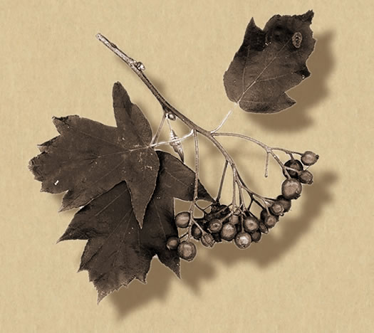 service tree berries, or chequers