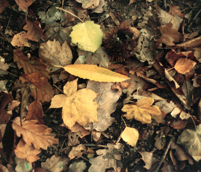 Woodland Leaves