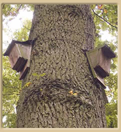 bat boxes perched on tree trunks