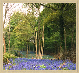 coppiced hazel with bluebells