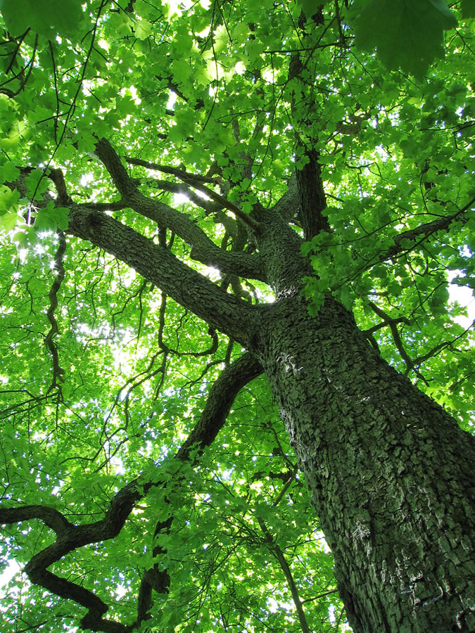elm tree. Ast Wood#39;s native trees