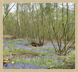 coppicing work