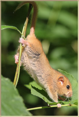 dormouse