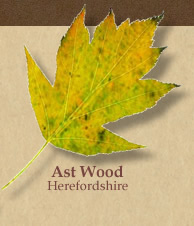 service tree leaf logo