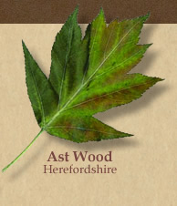 service tree leaf logo