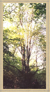 old hawthorn
