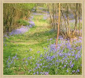 ride through worked coppice